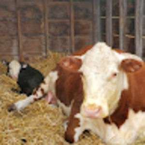 Meet your Posher, Chapelle